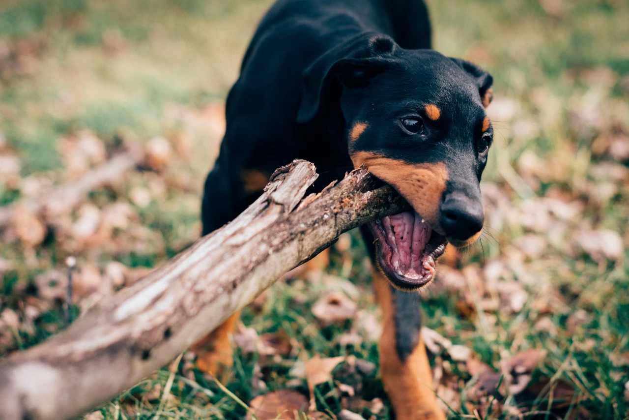 An aggressive dog biting a stick