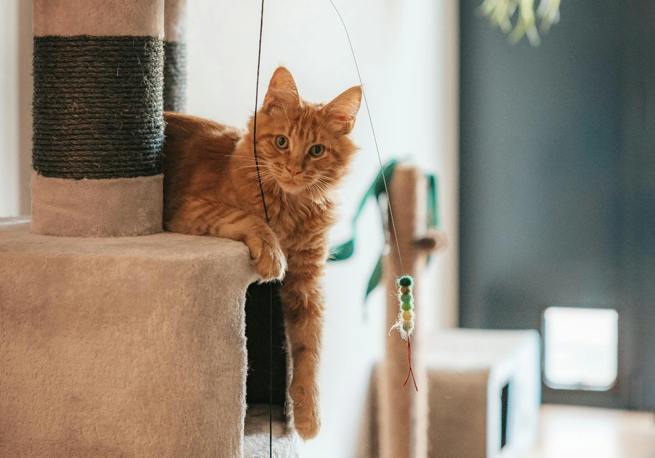 A cute cat in a monthly rental apartment