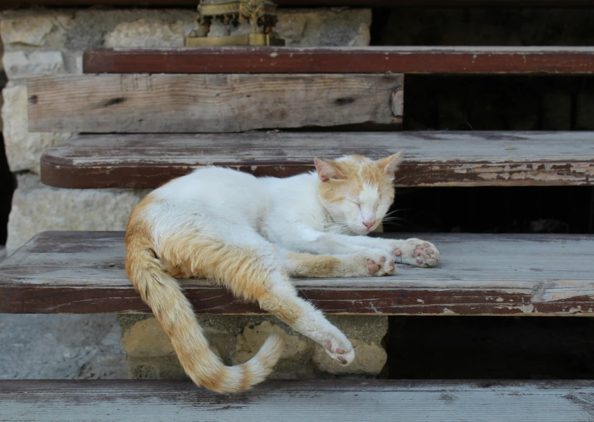 Cat sitting on worn-down porch steps of a rental property, highlighting potential structural hazards.