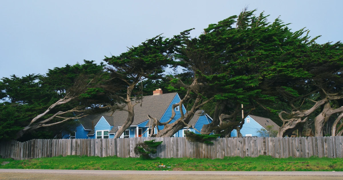 A tree falls on a house