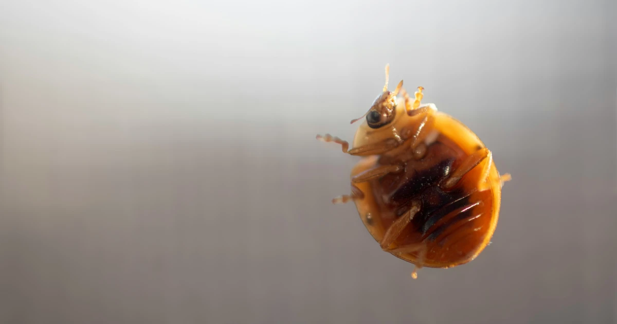 A bed bug