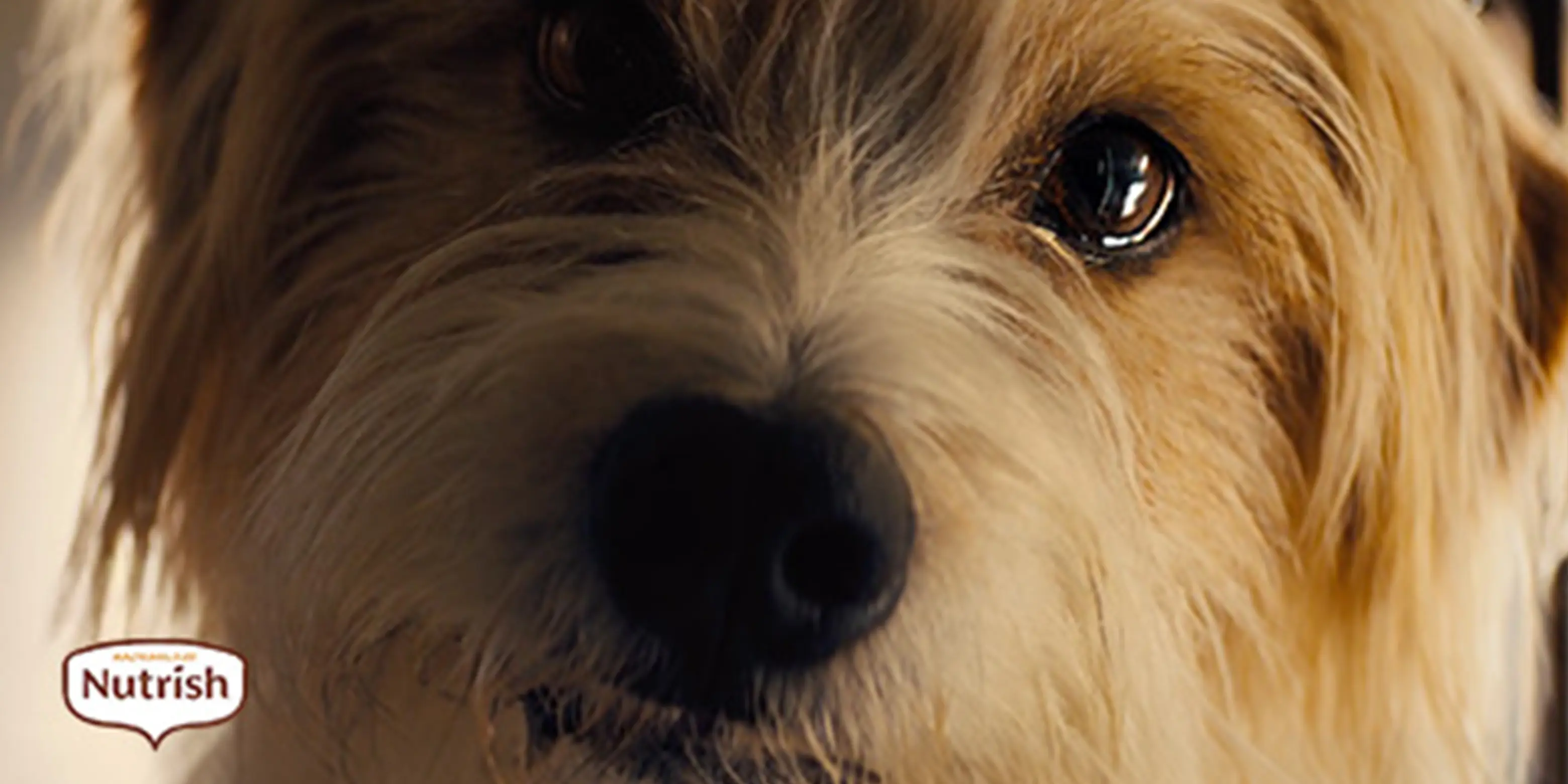 puppy eyes