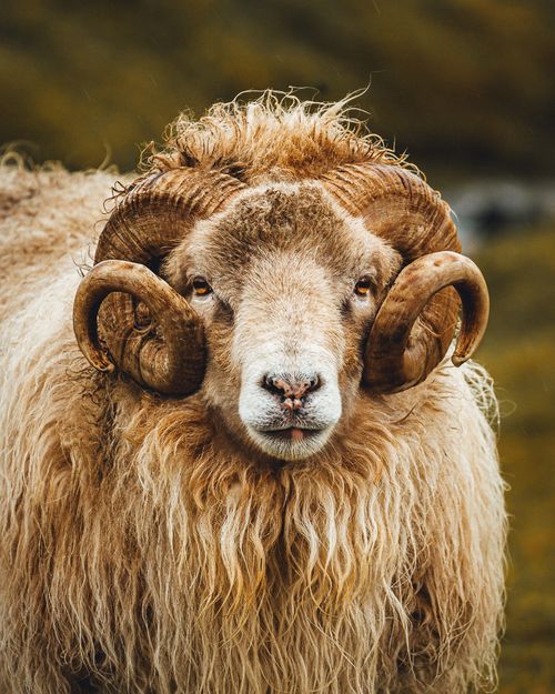 Self-Drive 7 Days | Faroe Islands Exploration | Enjoy