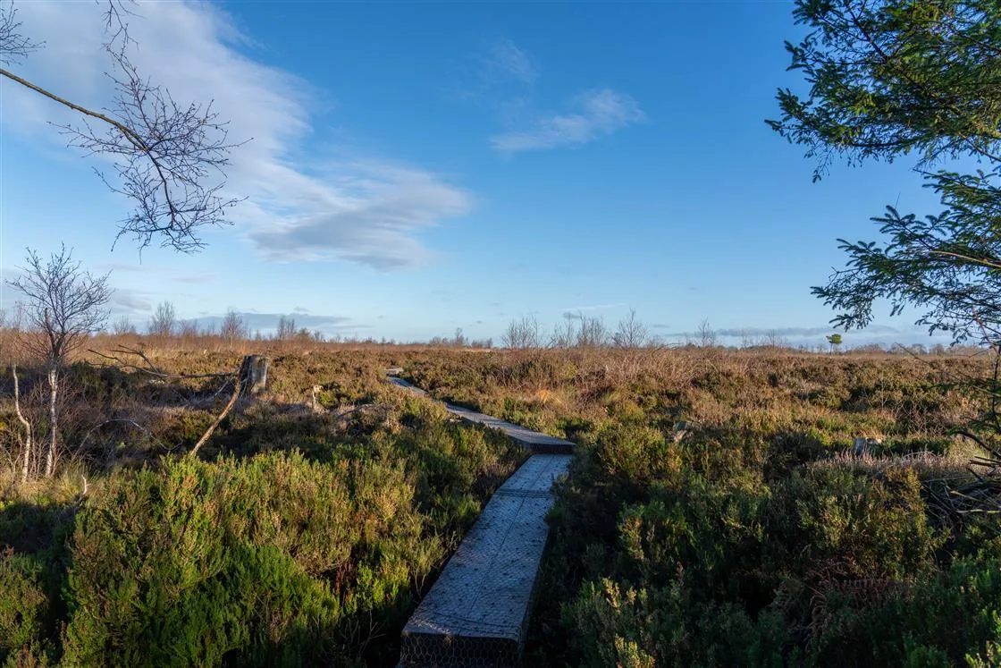 Wooden boardwalk path winding through green and brown shrubland under a blue sky with scattered clouds.