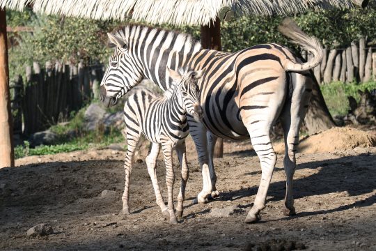 Mezi námi zvířaty