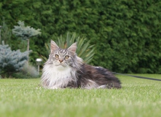 Malinská mývalí kočka