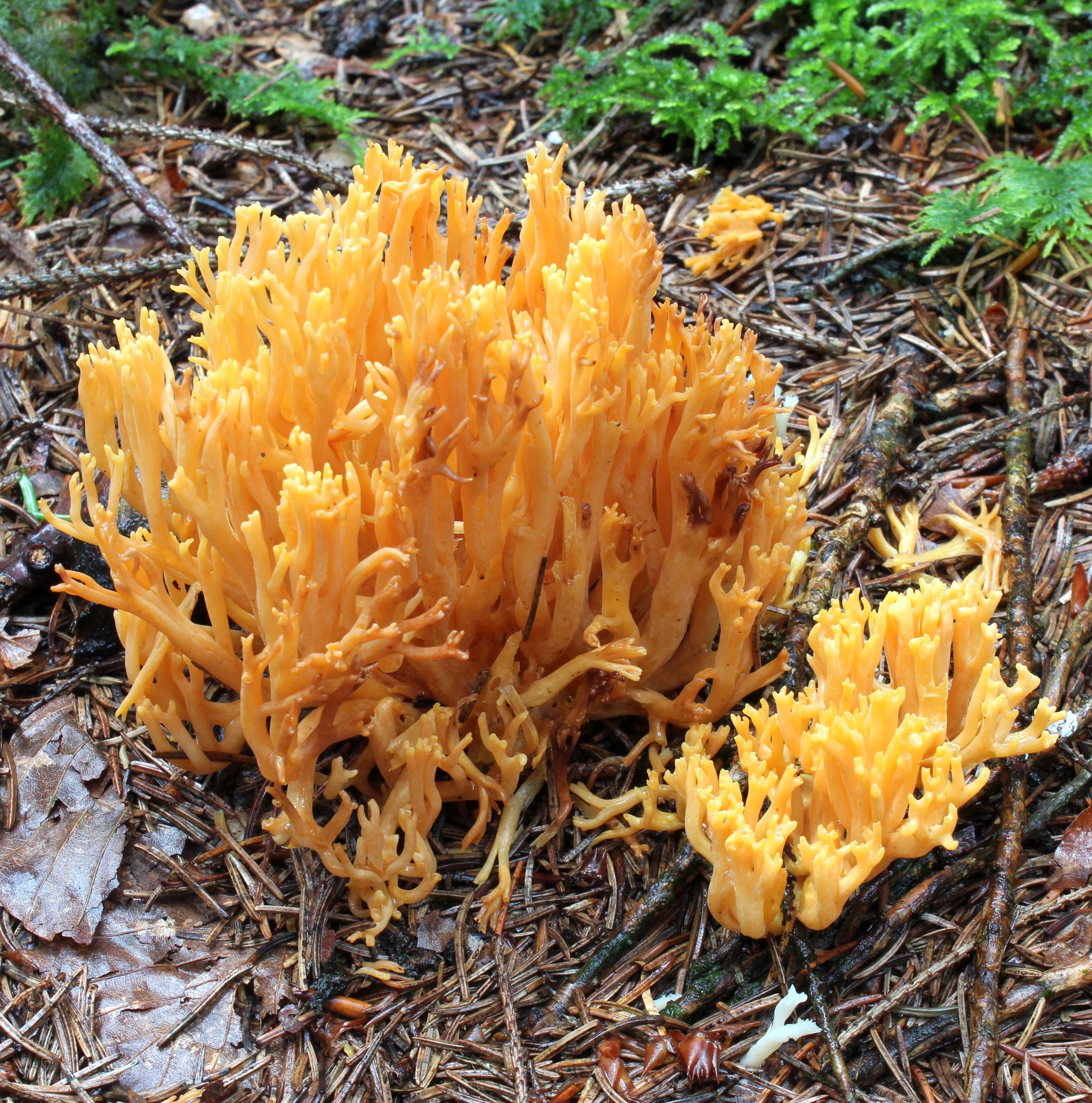 Vzácné houby Žďárských vrchů