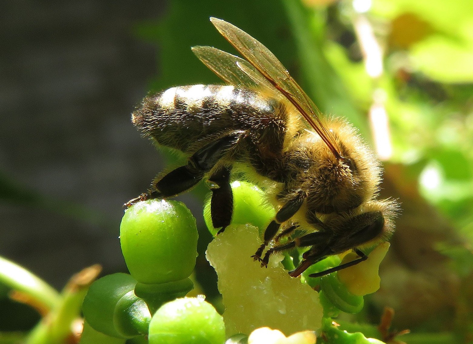 Vernisáž: Photographia Natura 2025