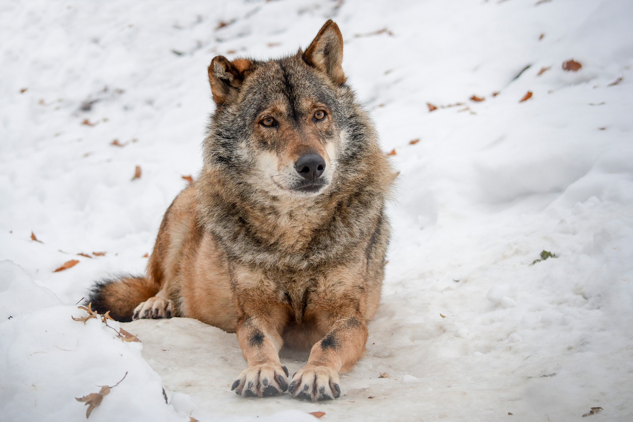 Karkulka v zoo - Vánoční večerní prohlídky pro rodiny s dětmi