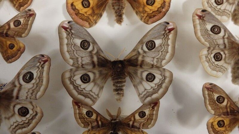 Science Café Jihlava: Akademické promítání