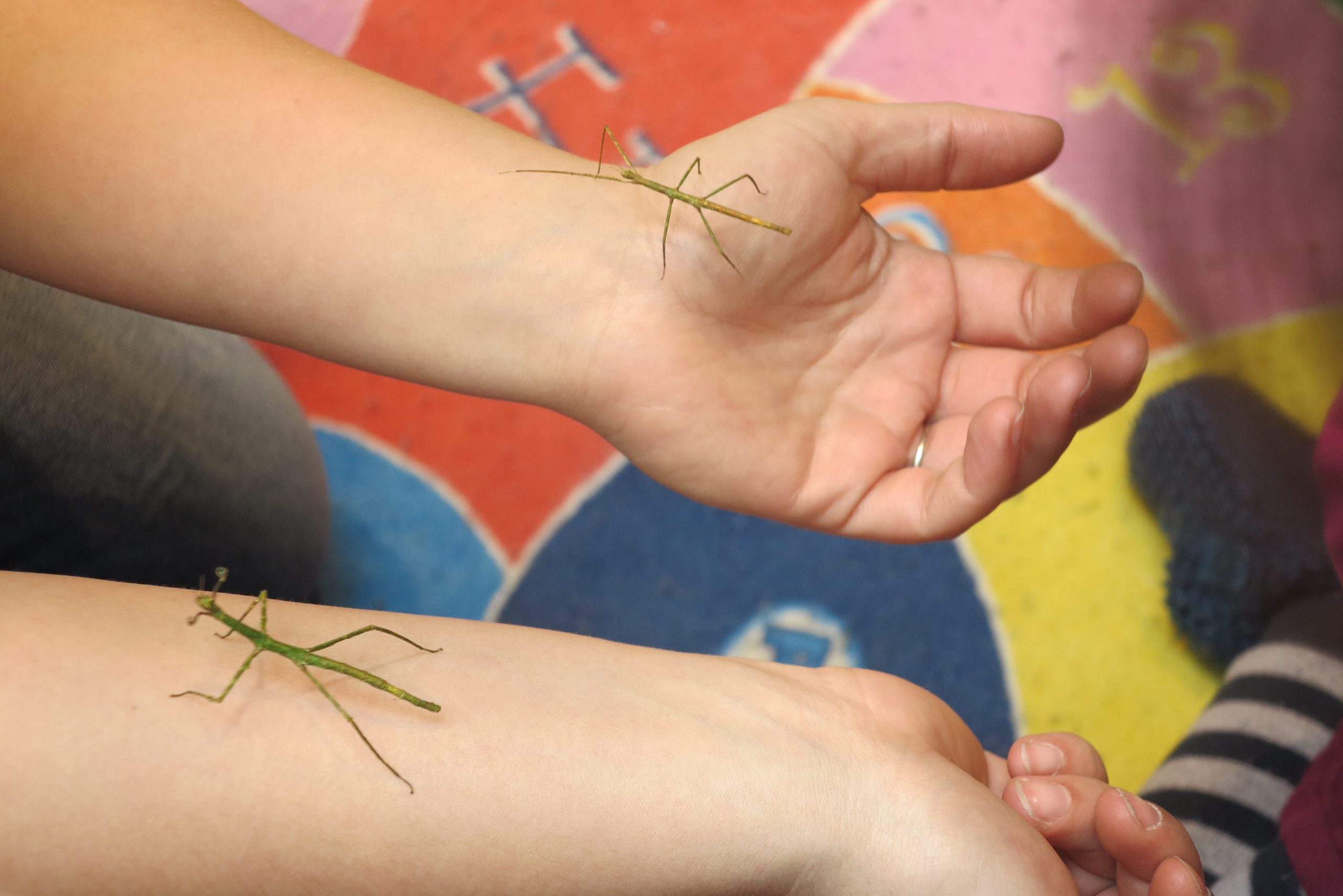 Hrátky se zvířátky