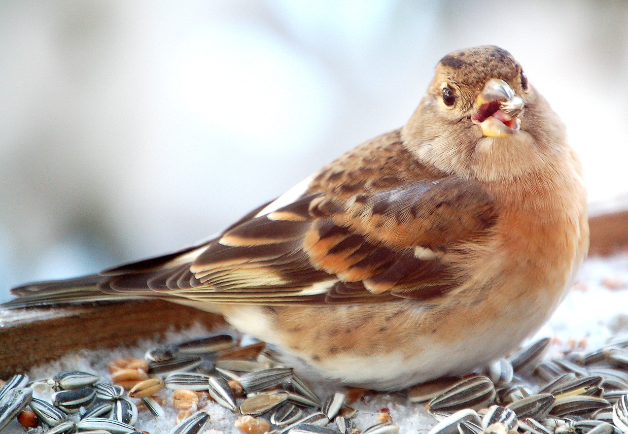 Večery PodpoVRCHem: Jak přežít zimu