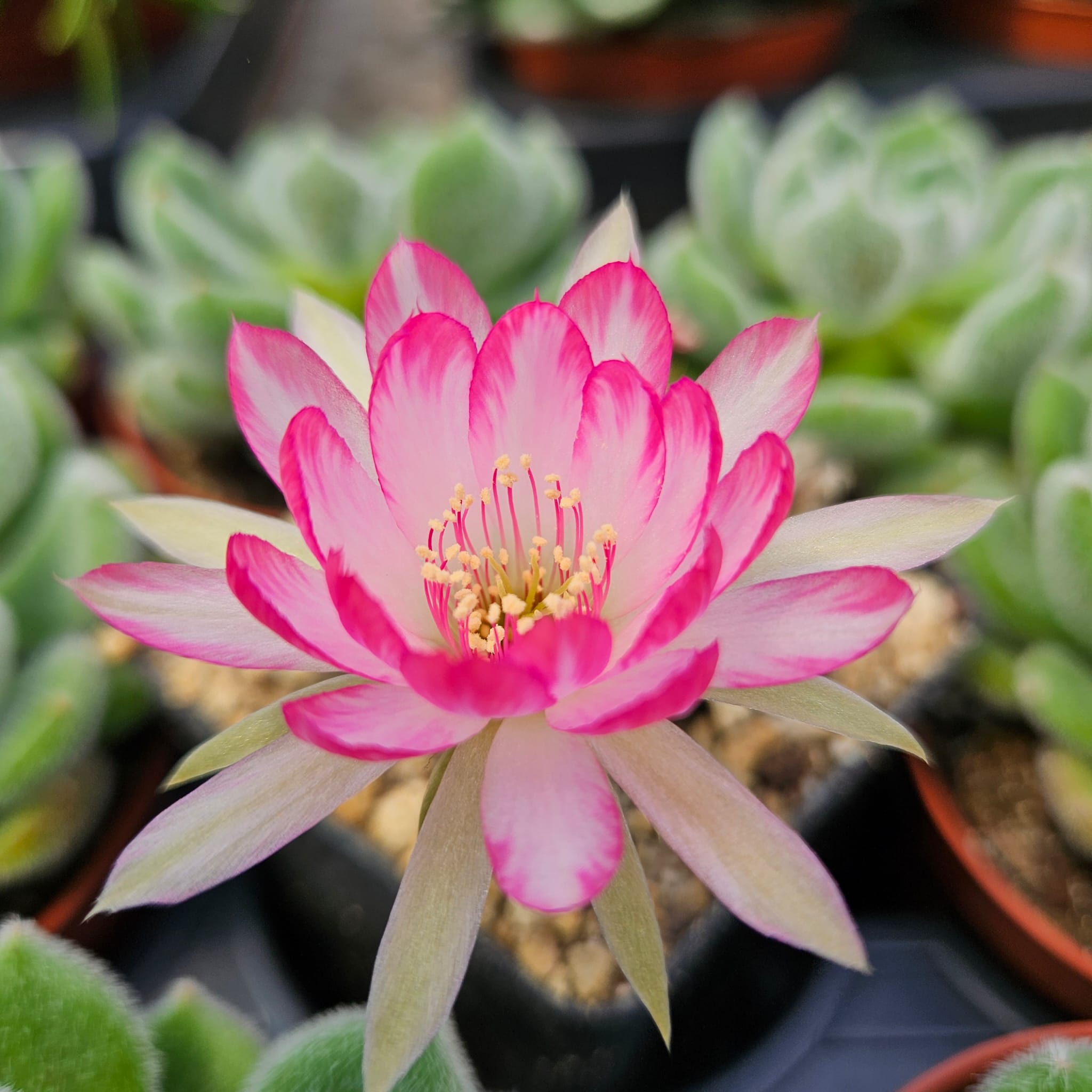 Pohled do italských pěstíren sukulentních rostlin