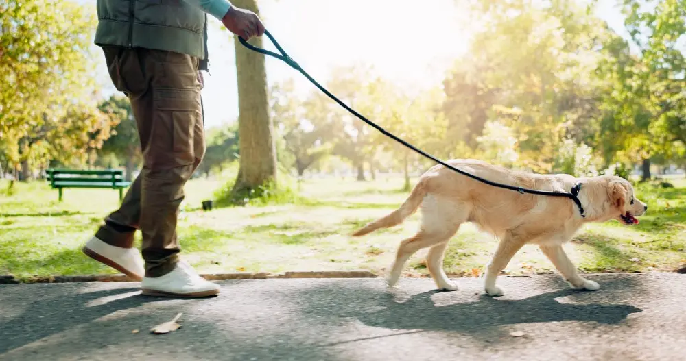 Walking Dynamics and Safety