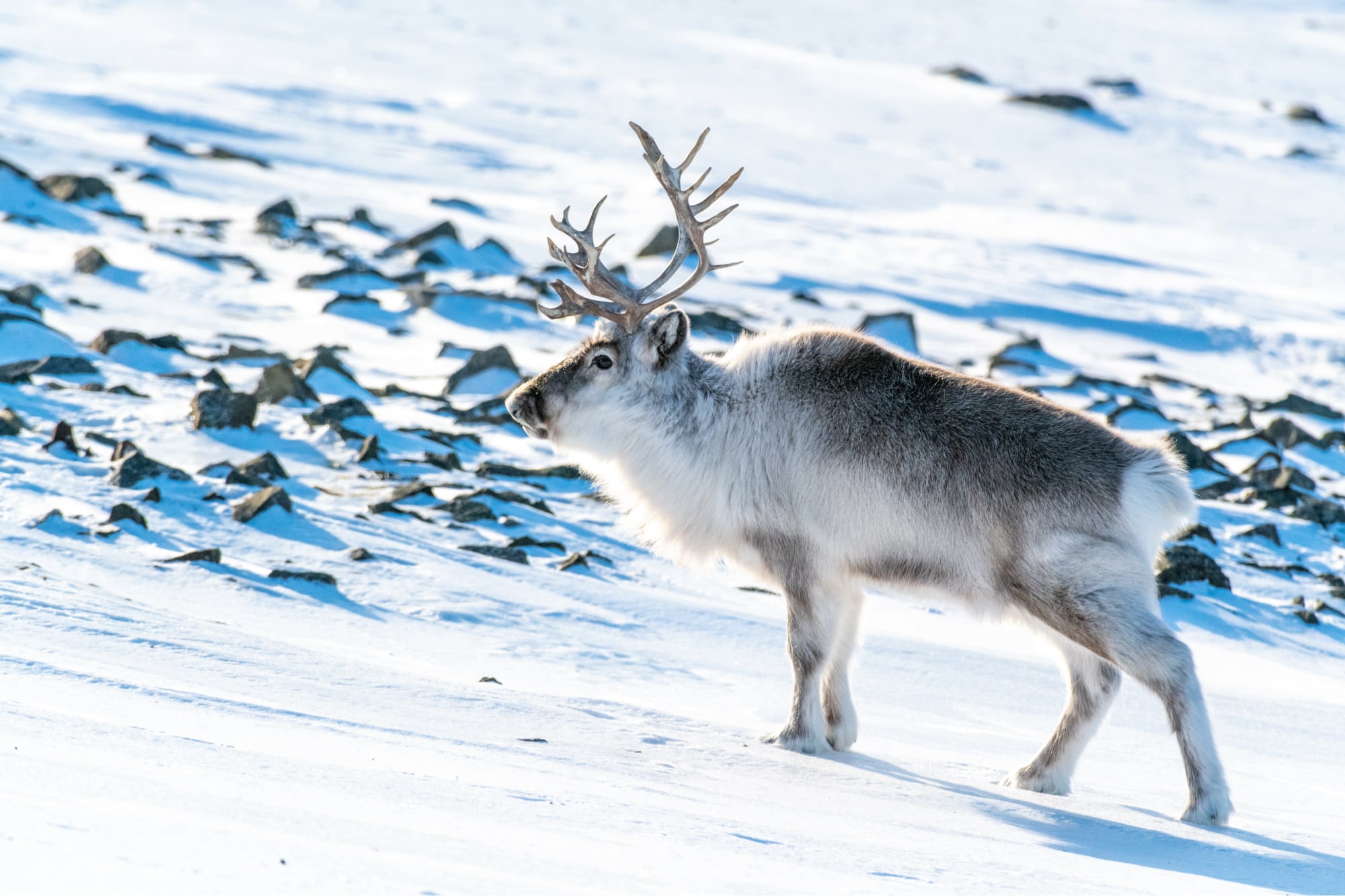 Svalbard