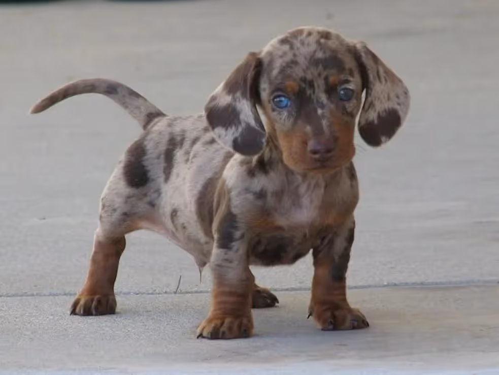 dalmachshund - blandraser|Cheagle - blandraser|Dalmachshund|Goberian|Cavapoo|labradoodle - blandraser