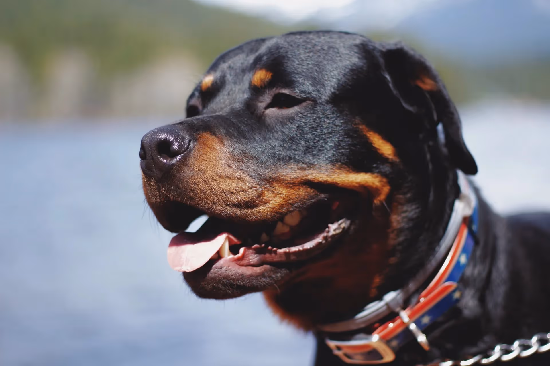 rottweiler|rottweiler|rottweiler|rottweiler