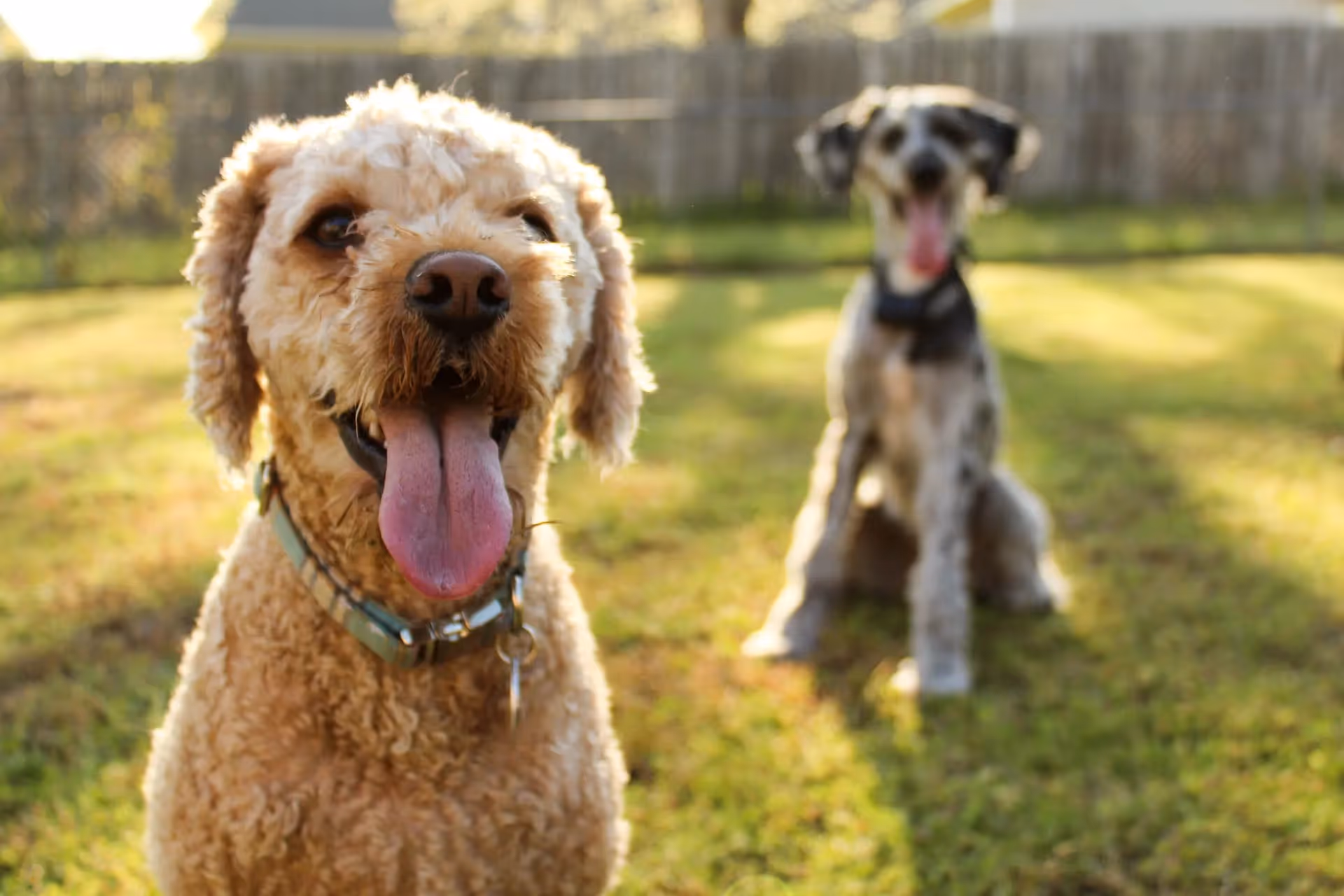 Allergivänlig hund|Leonberger - världens största hund|Skotsk hjorthund|Världens största hund|Newfoundlandshund|Pudel - allergivänlig hund||Bernen sennenhund - världens största hund|Dogue de bordeaux|Chinese crested dog - allergivänlig hund|Pyrenéerhund|Freddy - världens största hund|Grand danois - världens största hund|Italiensk vinthund|Bichon havanais - allergivänlig hund|Labradoodle|Lagotto Romagnolo|Leonberger|Berner sennenhund - världens största hund|Mastiff - världens största hund|Mastino napoletano|Yorkshire terrier|Samojed - allergivänlig hund|Schnauzer|Bichon havanais - allergivänlig hund