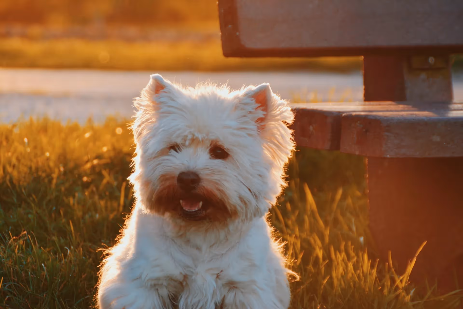 |Terrier är en av många små hundar, här skriver vi om de vanligaste||||||||||||