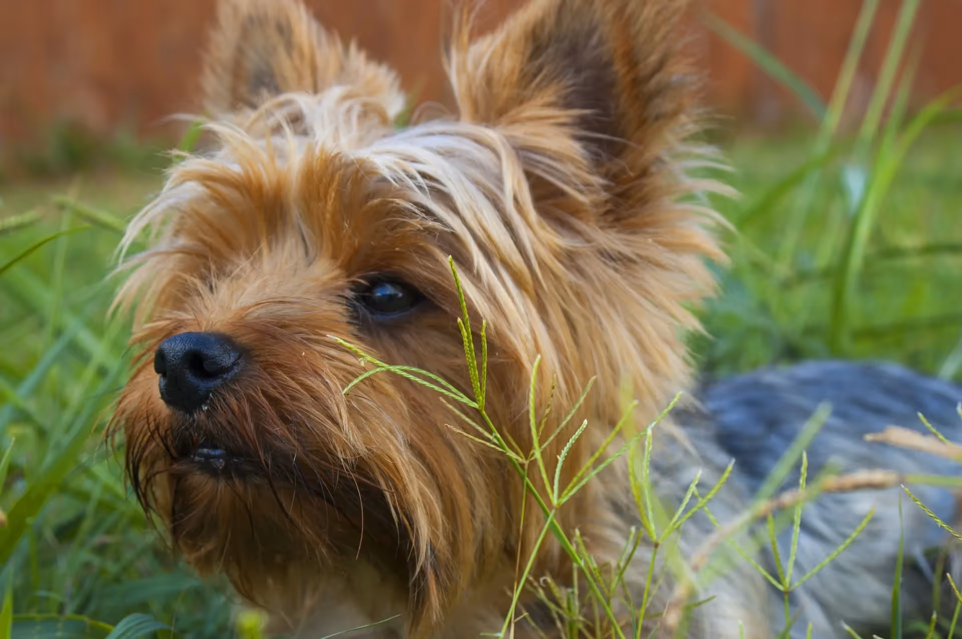 Terrier är en av många små hundar, här skriver vi om de vanligaste||||||