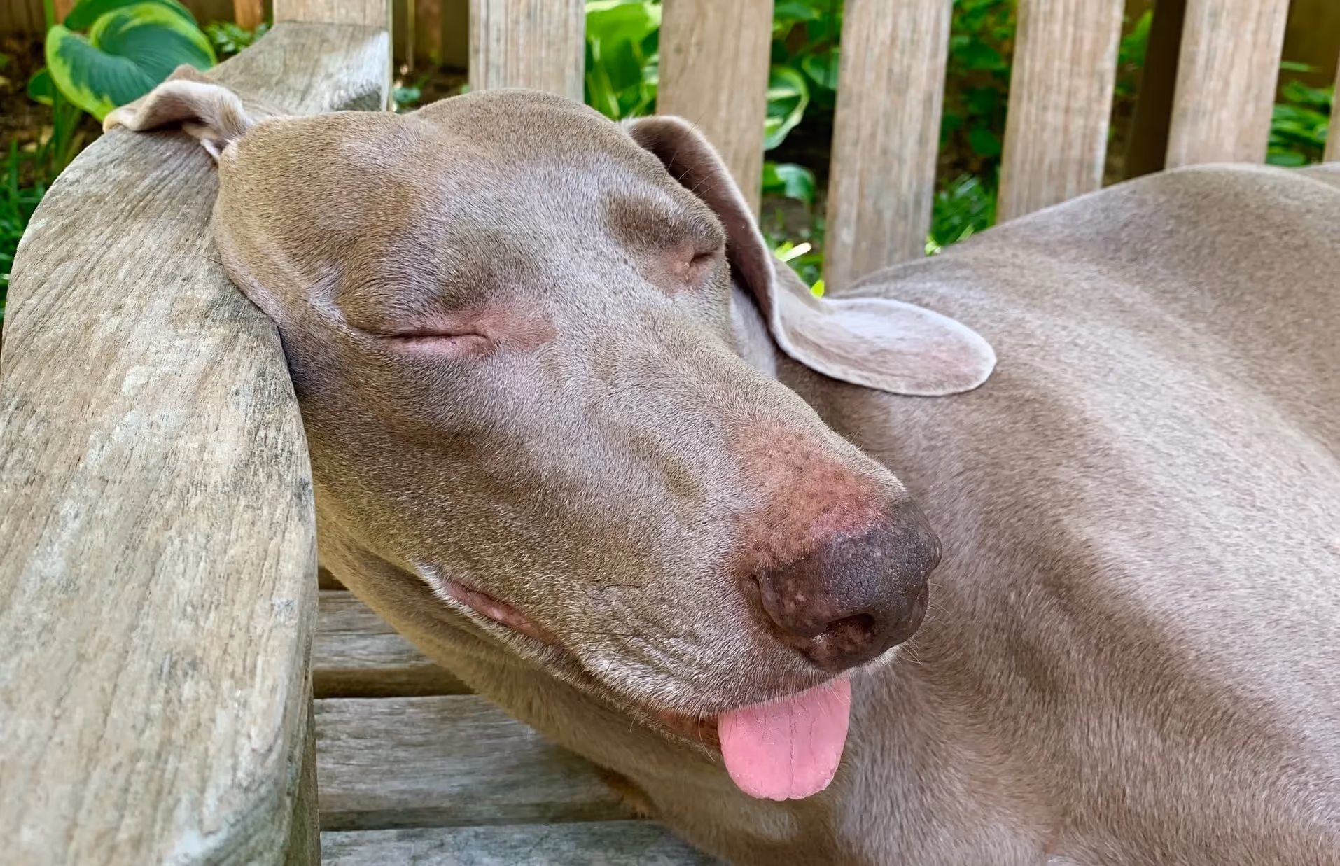 Weimaraner|Weimaran sover||Weimaraner valp||Weimaraner|Weimaraner