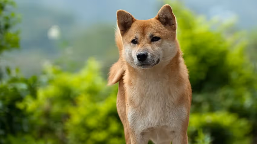 Akita
