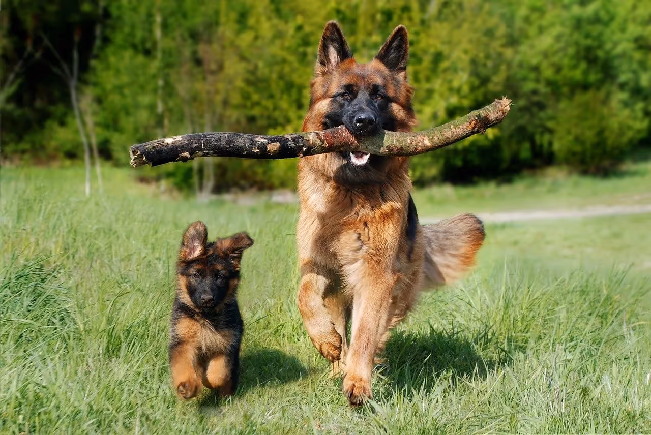 Schäfer är en hund som fäller extremt mycket hår||