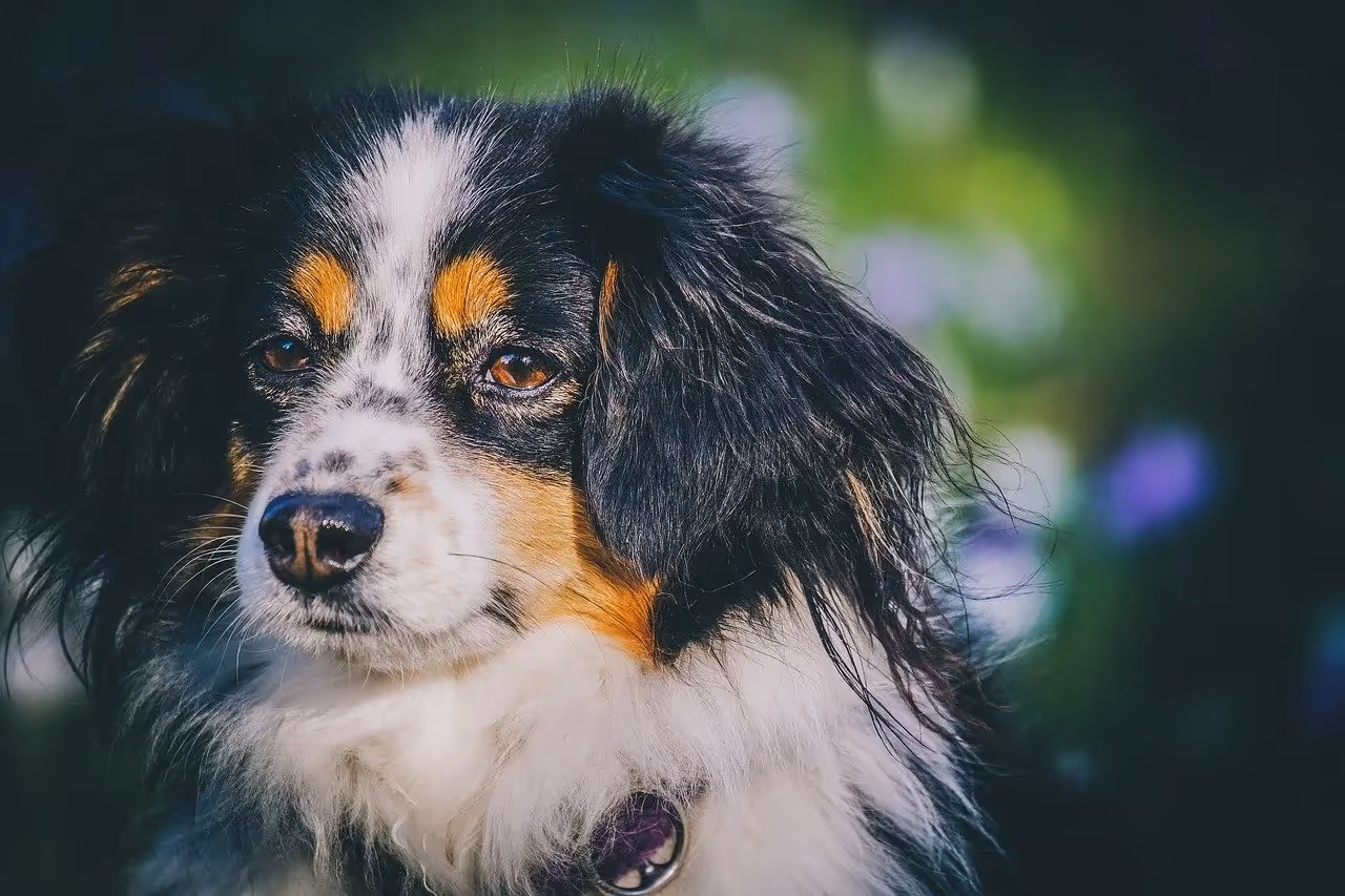 En bild på en mycket söt australian shepherd|||||||