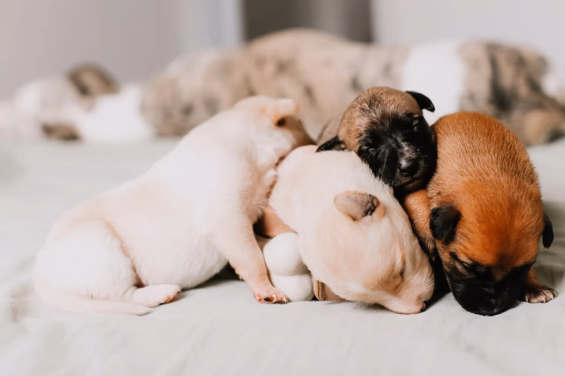 valpar - hur länge är en hund dräktig||||goldenvalpar - hur länge är en hund dräktig|dräktig hund||valpar|