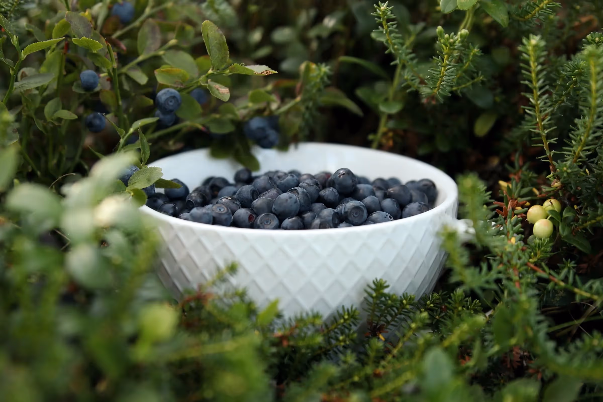 Odla dina egna blåbär för de absolut godaste|Odla egna blåbär för att kunna servera till sommarens desserter|odla blåbär innebär inte bara att stoppa ned plantan i marken, också om att äta dem!