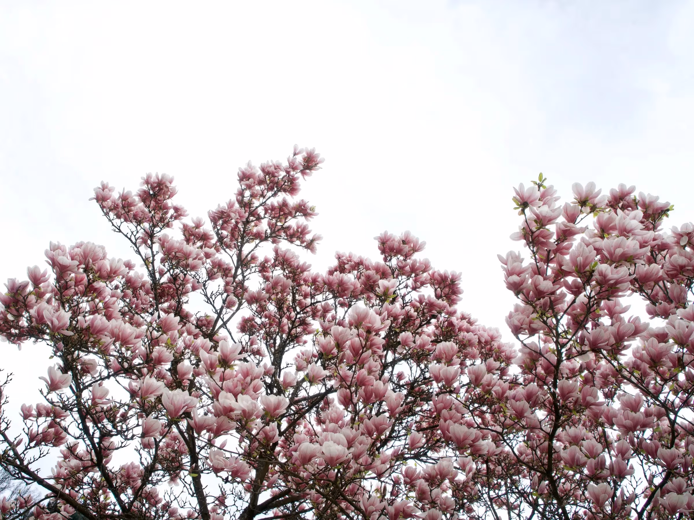 praktmagnolia är ett supervackert träd som alla känner igen|Praktmagnolia är en vacker växt|Praktmagnolian behöver sällan beskäras