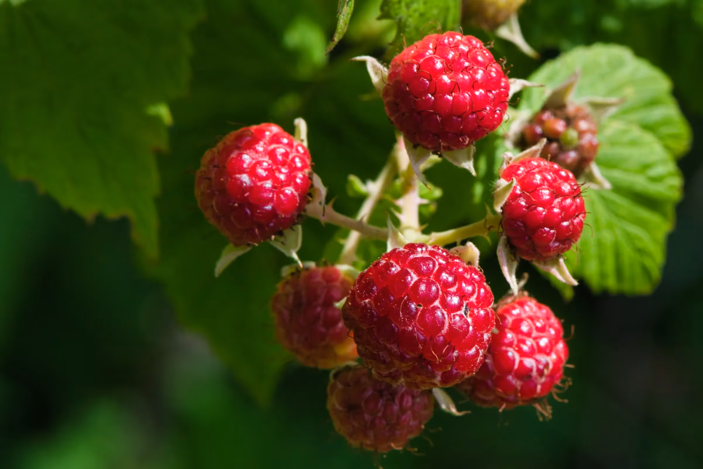 Plantera hallon för att kunna göra en HELT hemmagjord smoothie!|Behöver ni inspiration för nästa bär att odla? Se hit för att plantera hallon börjar bli hippt igen, eller kanske i alla fall|Plantera dina egna hallon med hjälp av dessa fantastiska steg