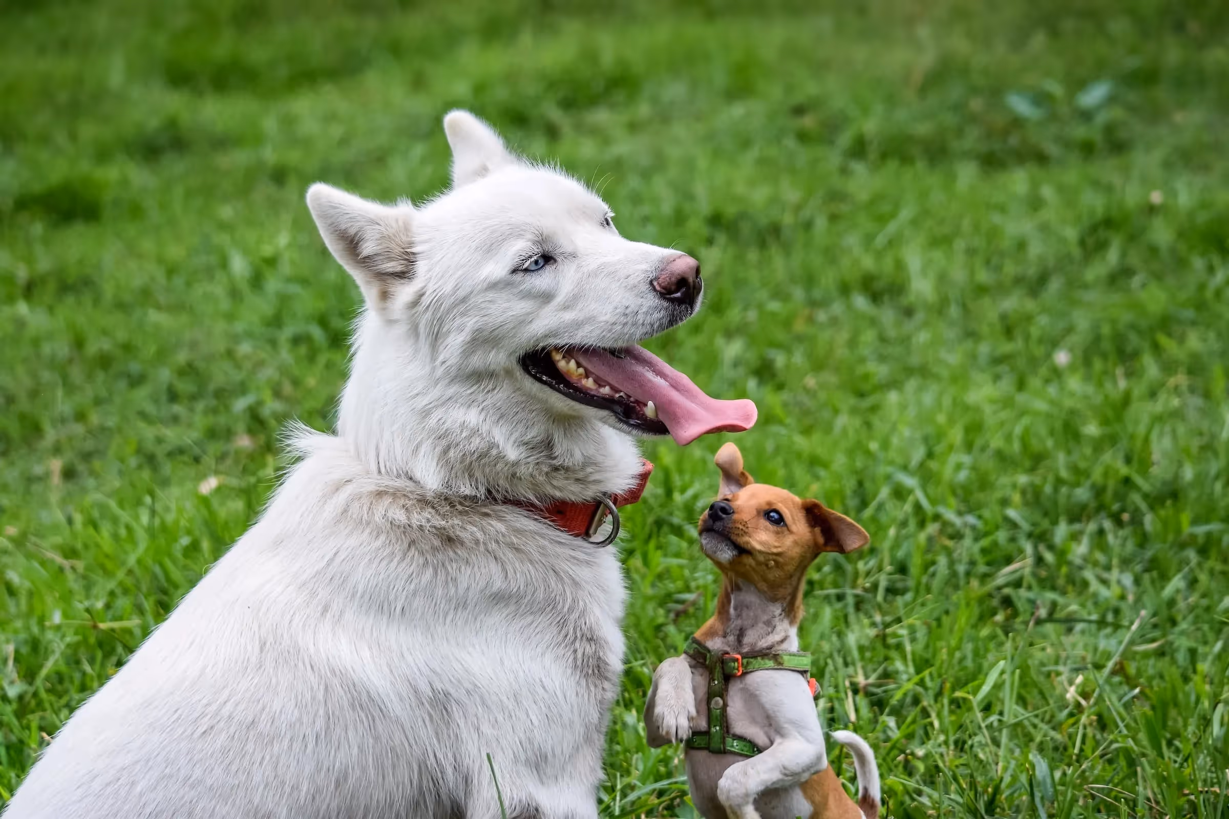 En hund är ett långt engagemang, hur länge en hund lever kan därför vara bra att ha koll på
