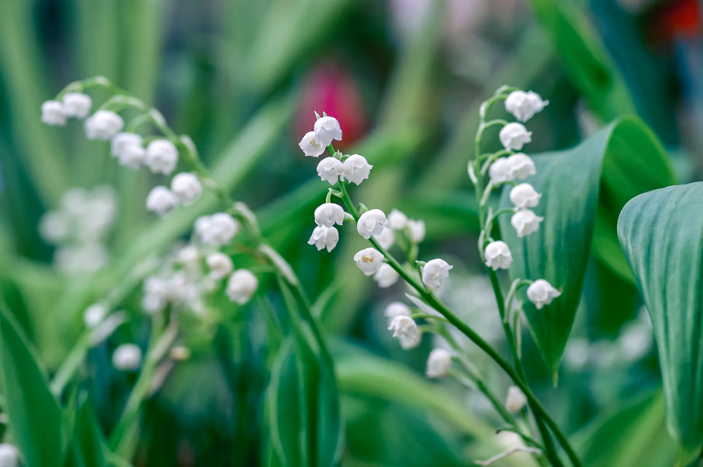 Har du precis sått det första fröet till säsongens liljekonvalj och undrar nu när de blommar?