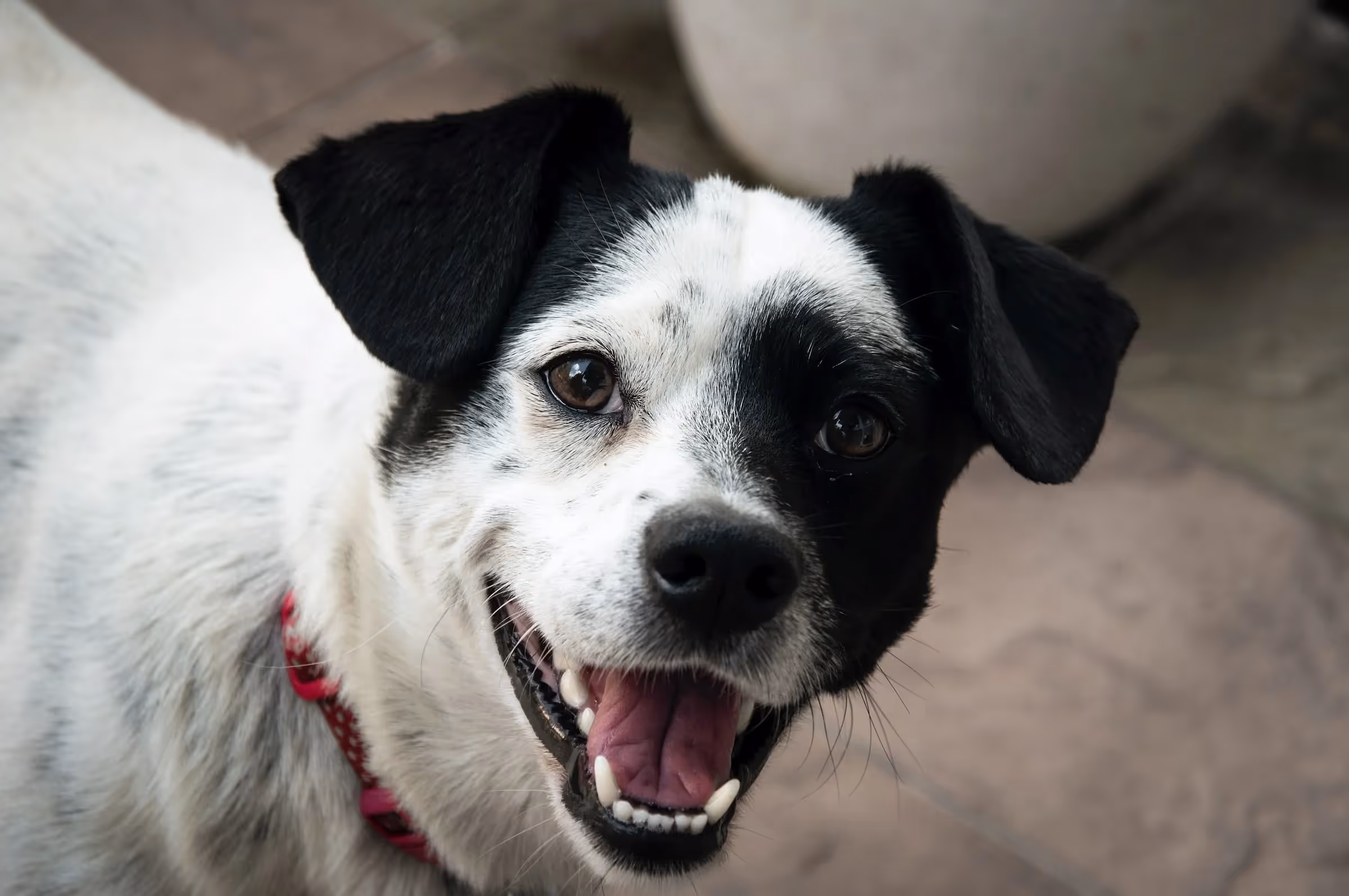 Om man tittar in i munnen på en hund ser man ofta långa rader tänder, hur många tänder har en hund?