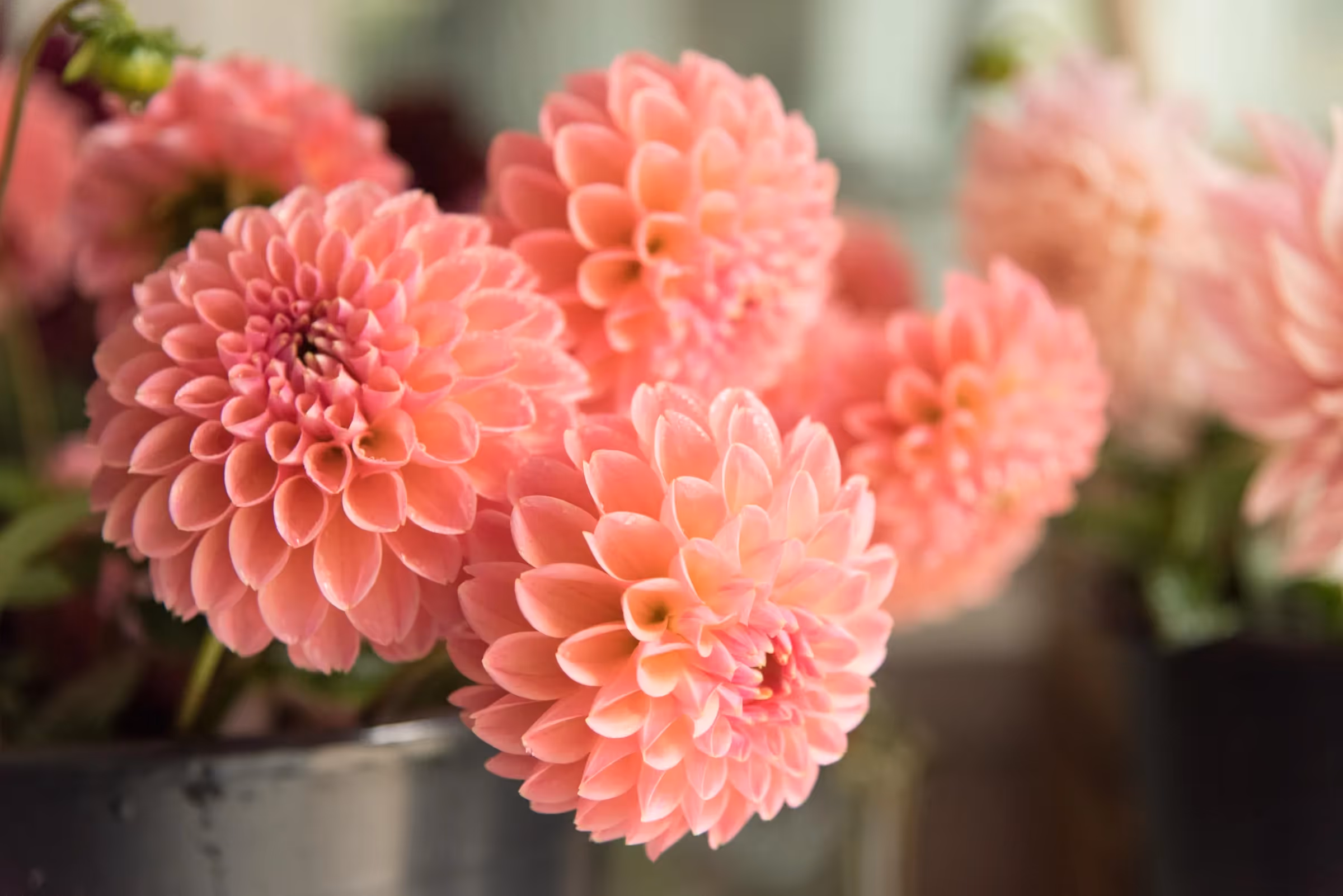 Hur planterar man dahlia i sin rabatt?