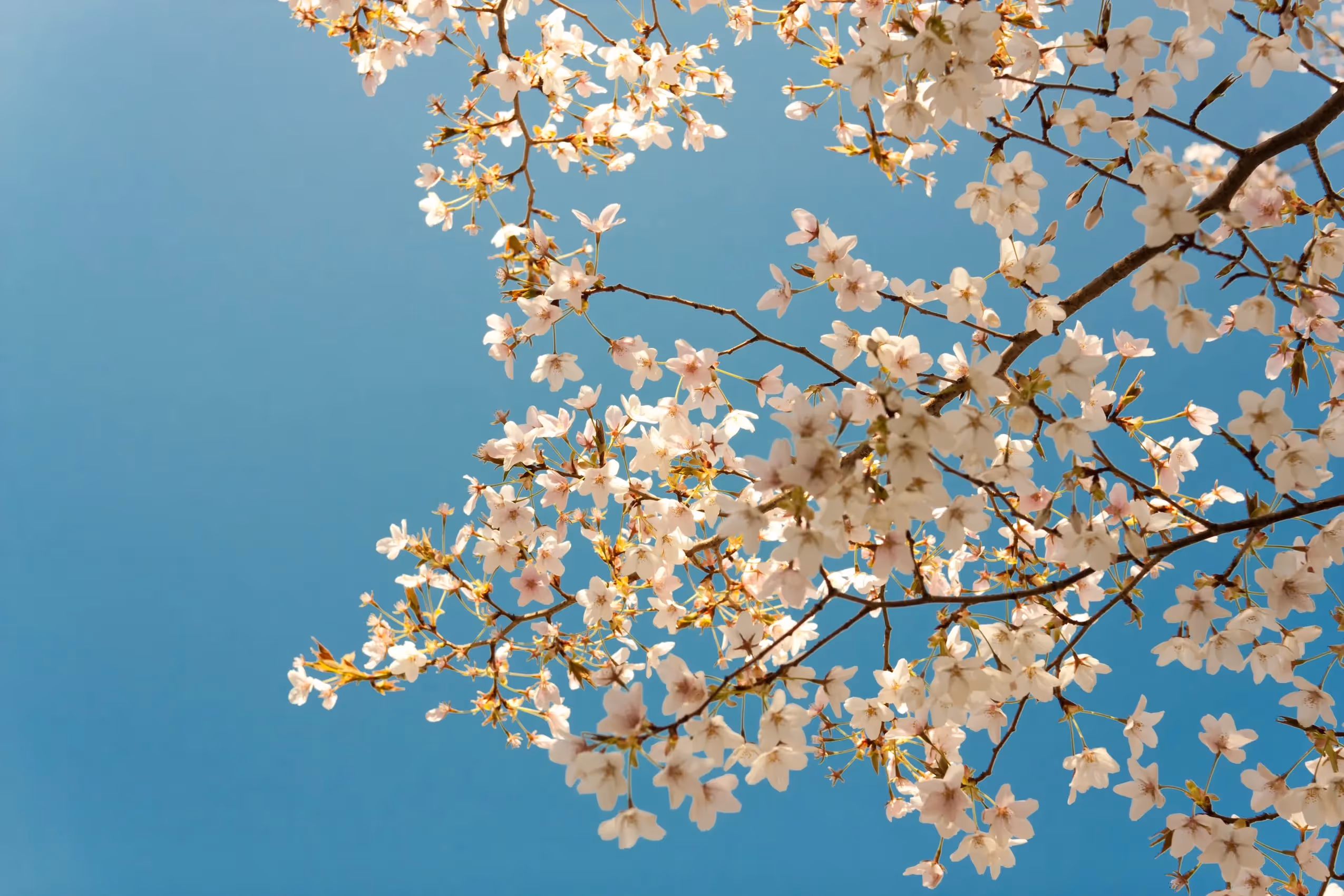 träd med fina blommor