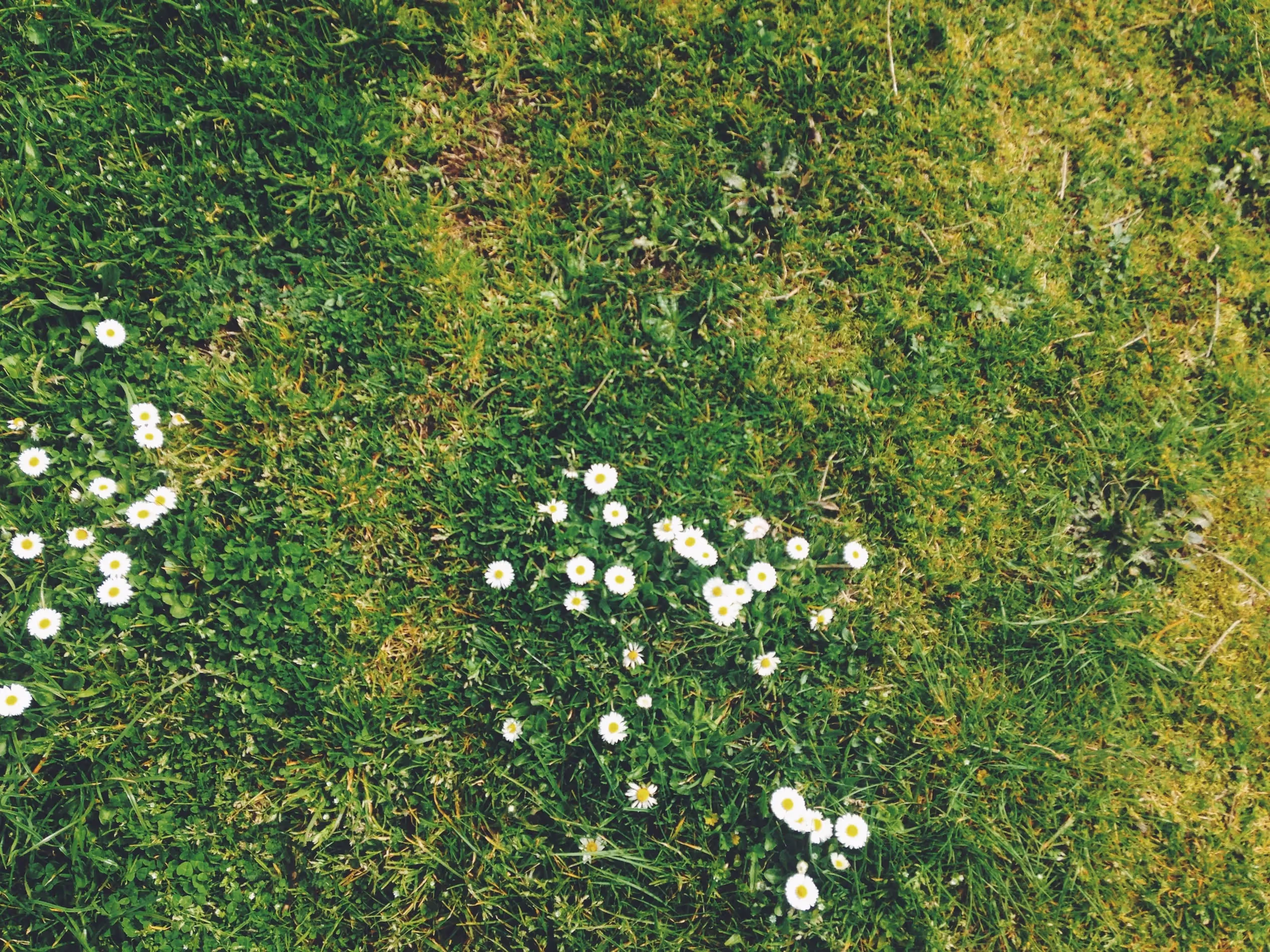 att växa en gräsmatta med blommor är något som kan vara bra att göra i trädgården i juli