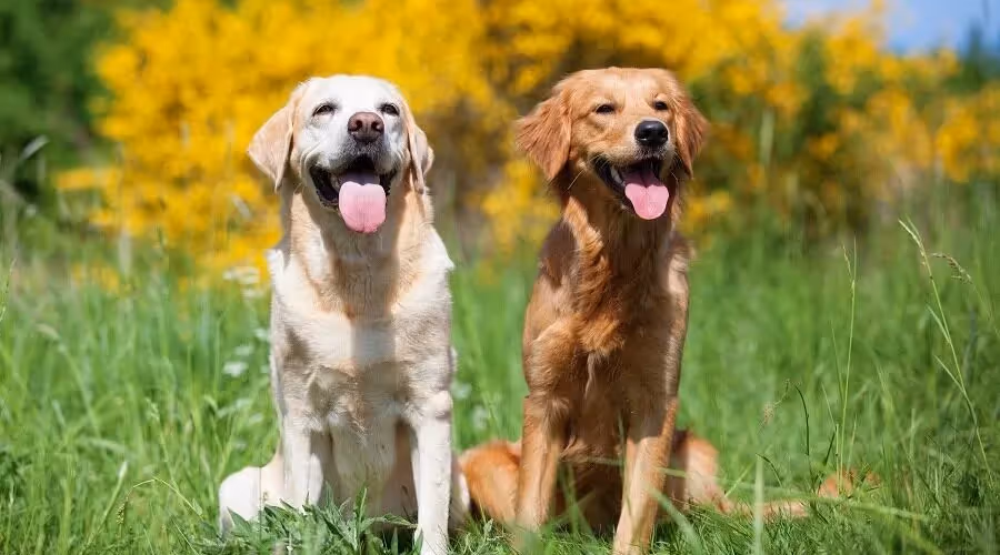Golden retriever vs Labrador retriever