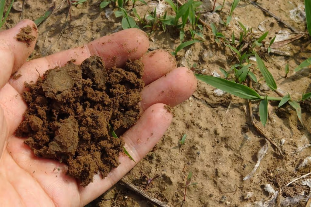 summer project hand soil compost