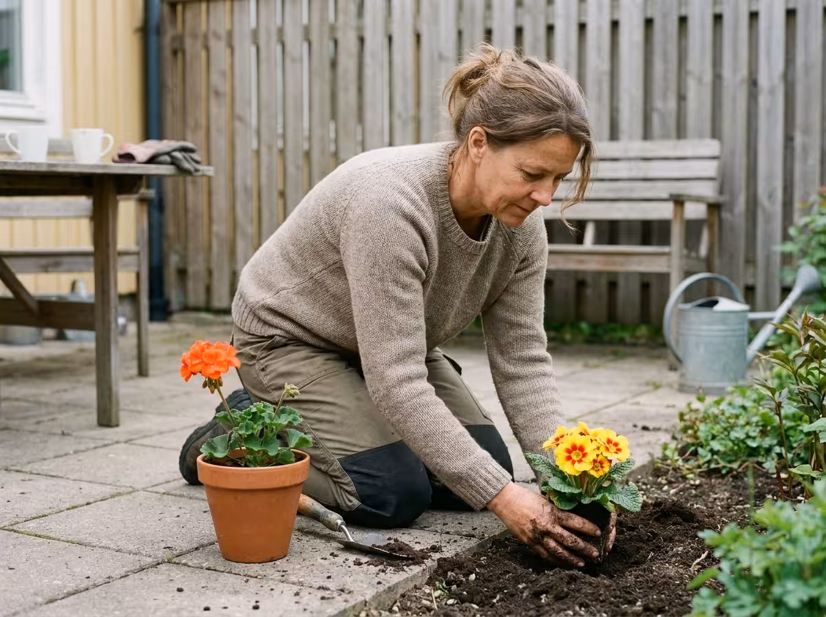 En person planterar färgglada sommarblommor i en rabatt med jordiga händer