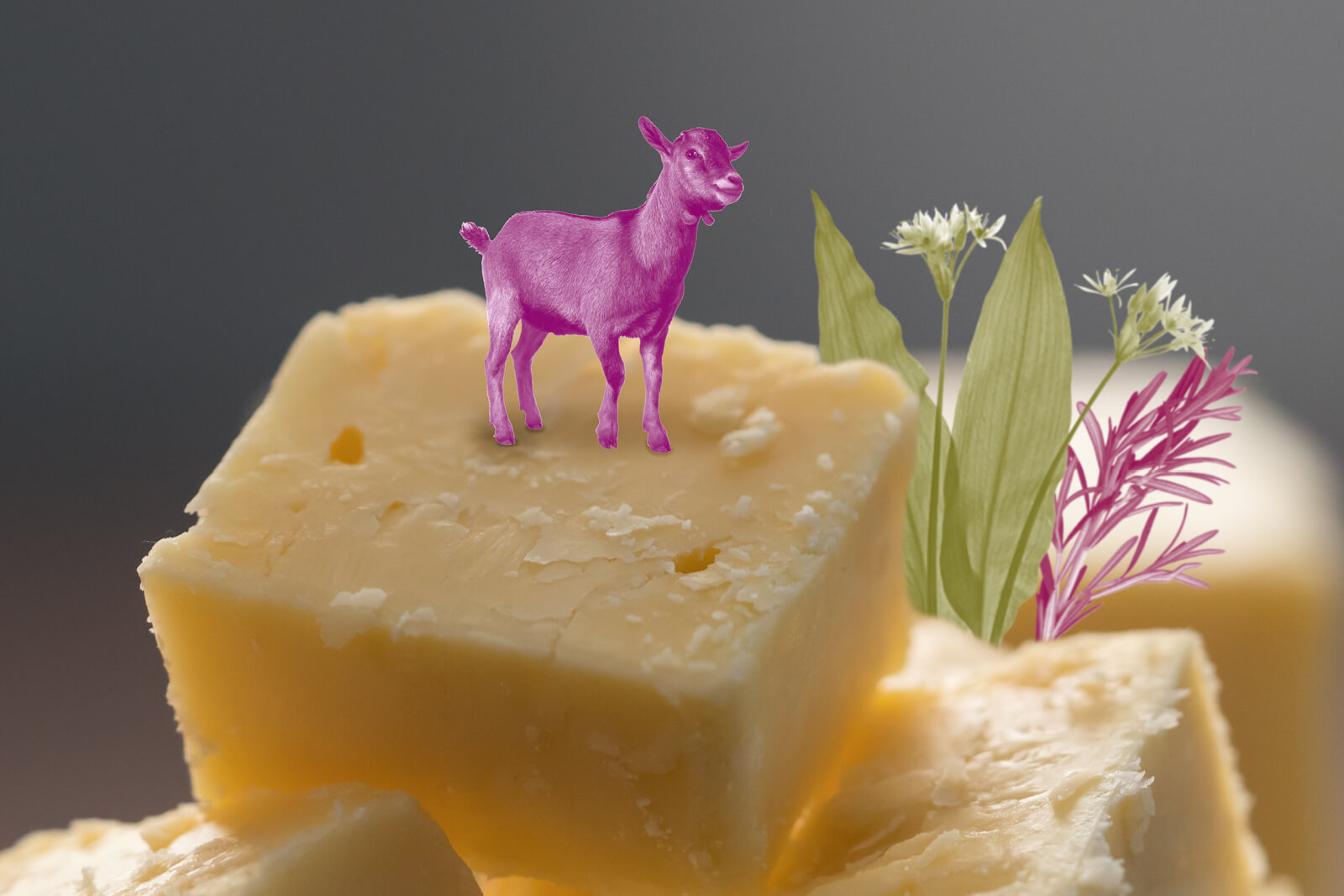 Ein rosa gefärbtes Ziegendekorationsmodell steht auf einem Stück Käse mit Käsestücken im Vordergrund und grünen und rosa Pflanzen im Hintergrund.