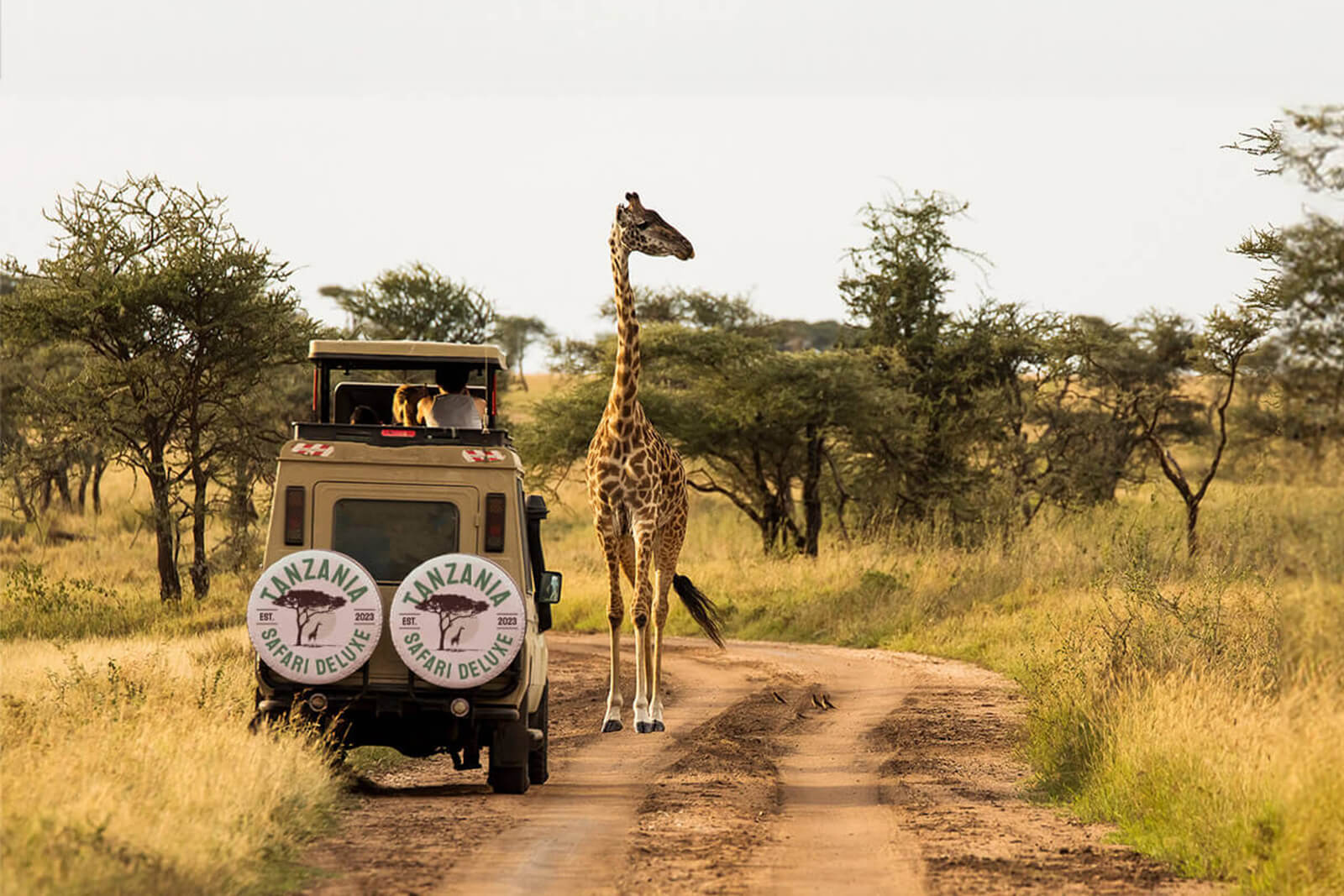 Ein Jeep mit Aufschrift "Tanzania Safari Deluxe" fährt auf einer staubigen Piste in einer Savannenlandschaft, ein Giraffe steht neben dem Fahrzeug, umgeben von niedrigen Akazienbäumen und Gras.