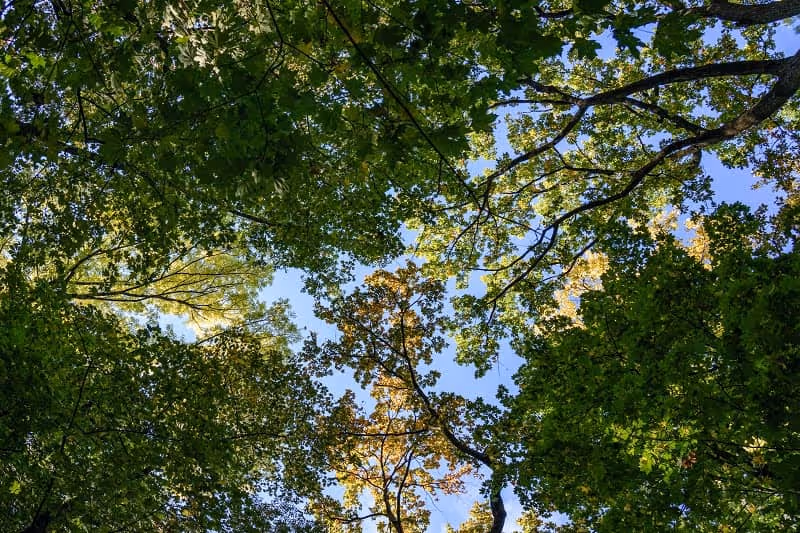 prise de vue du ciel en pleine forêt avec les arbres en pleine journée
