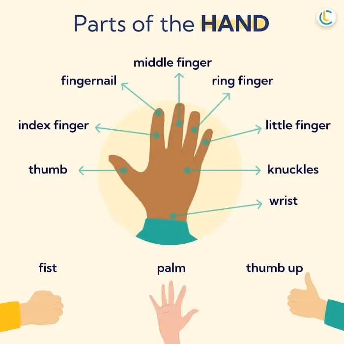 Infographie du Cercle des Langues qui explique les parties d'une main en anglais