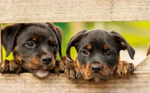 Maîtrisez le vocabulaire des animaux en anglais !