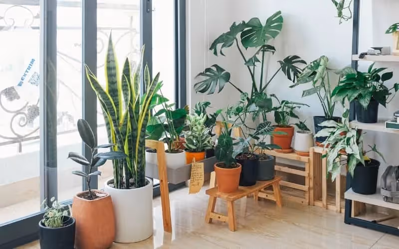 plantes en anglais dans un appartement