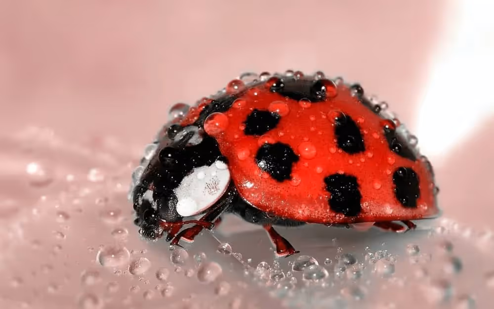 Insecte en anglais telle qu'une coccinelle avec de l'humidité