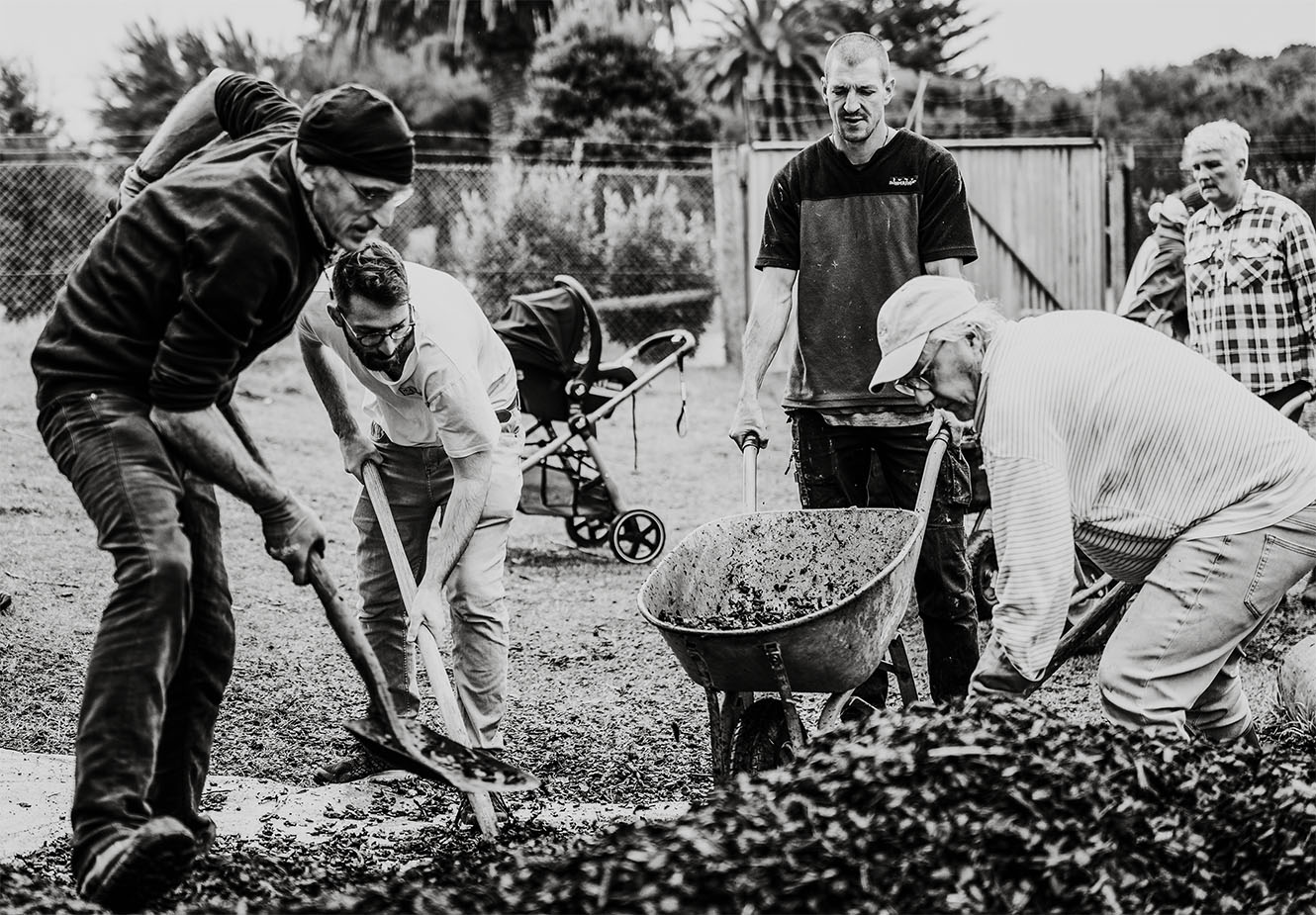 People shovelling bark into a wheelbarrow