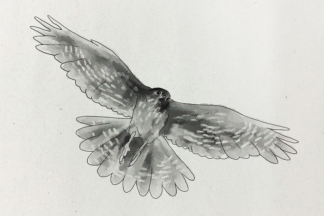 an illustration of the karearea New Zealand falcon